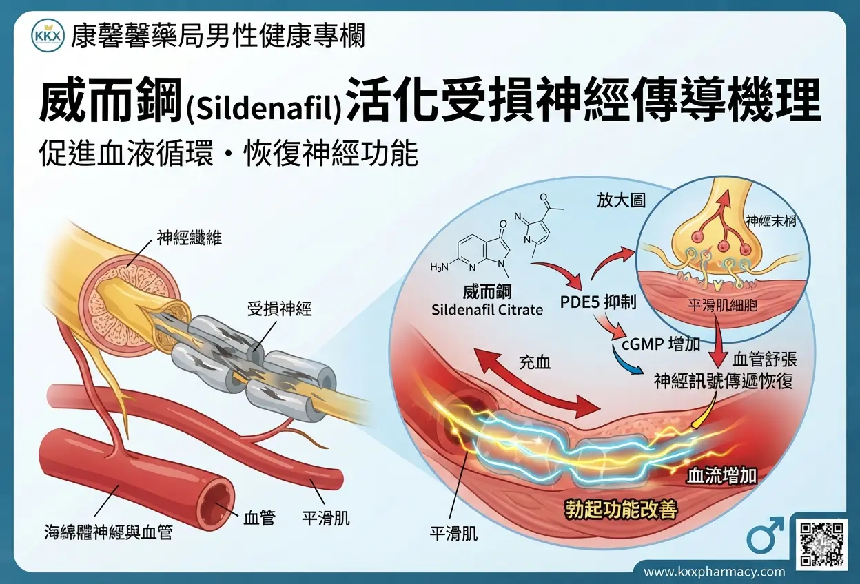 威而鋼Sildenafil活化受損神經傳導機理