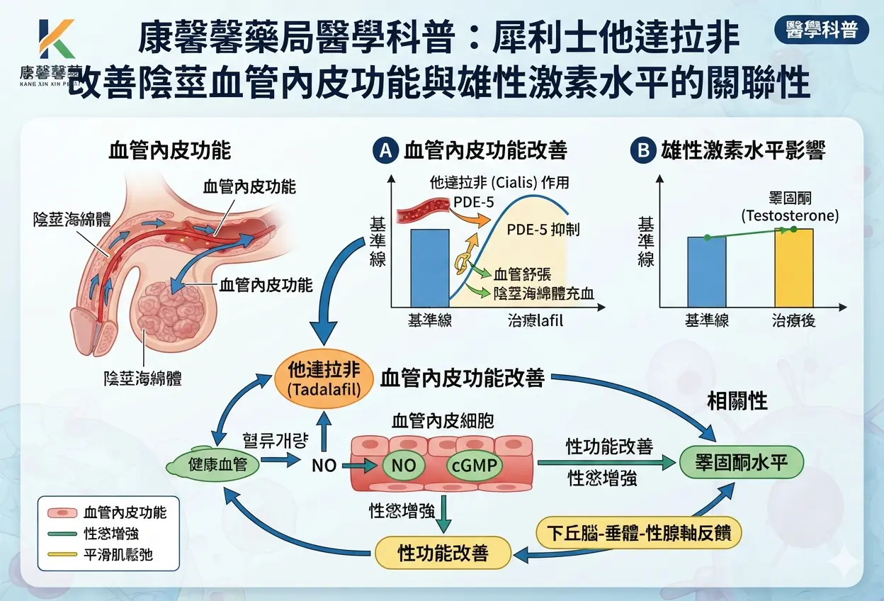 康馨馨藥局醫學科普：犀利士他達拉非改善陰莖血管內皮功能與雄性激素水平的關聯性圖表