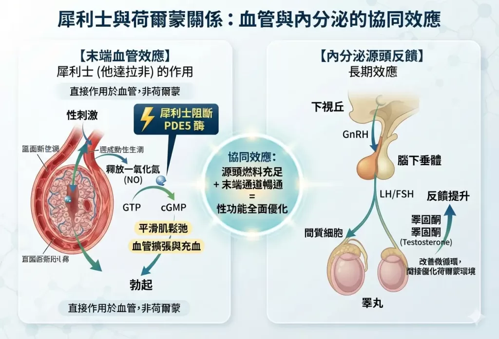 犀利士與荷爾蒙關係