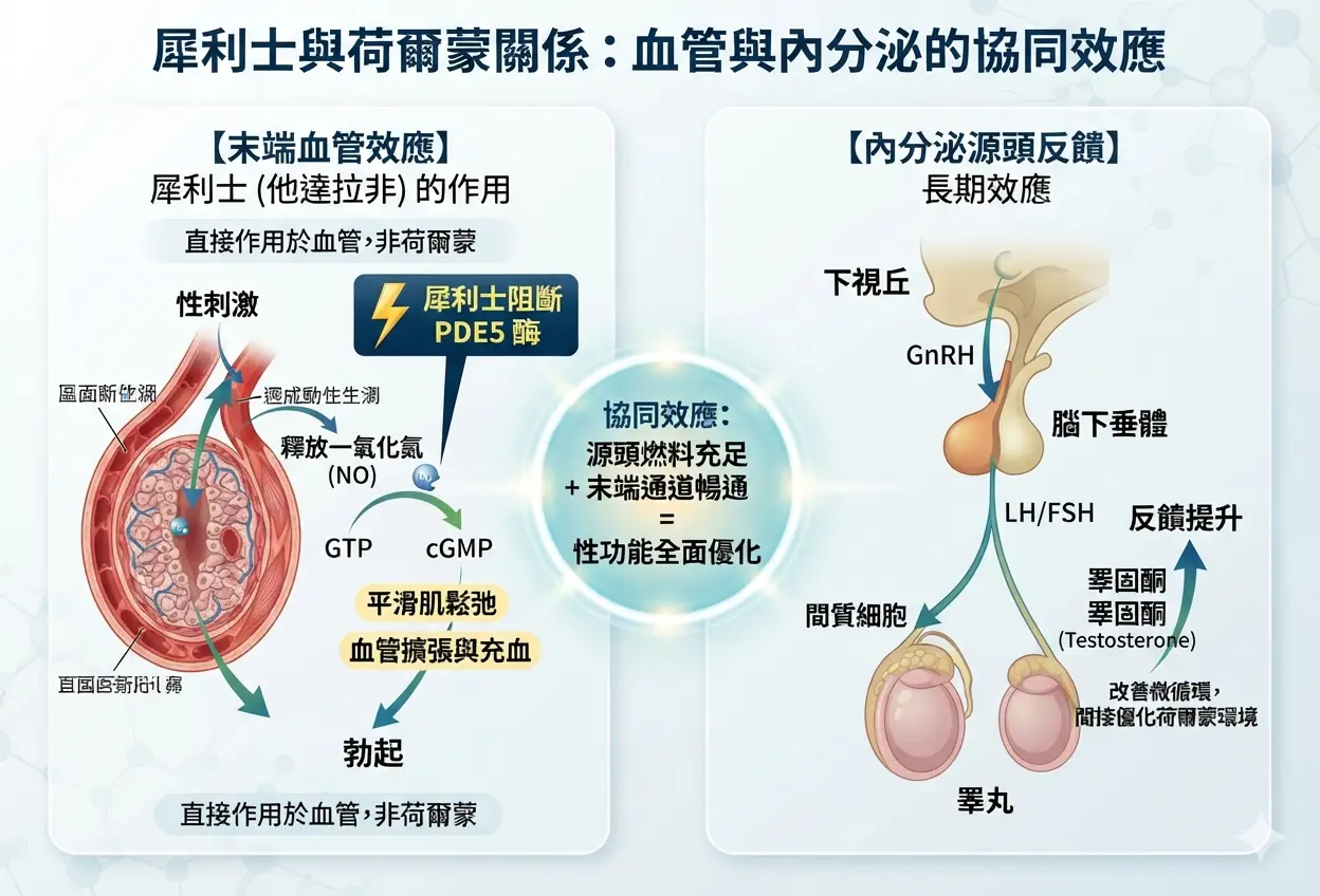 犀利士與荷爾蒙關係