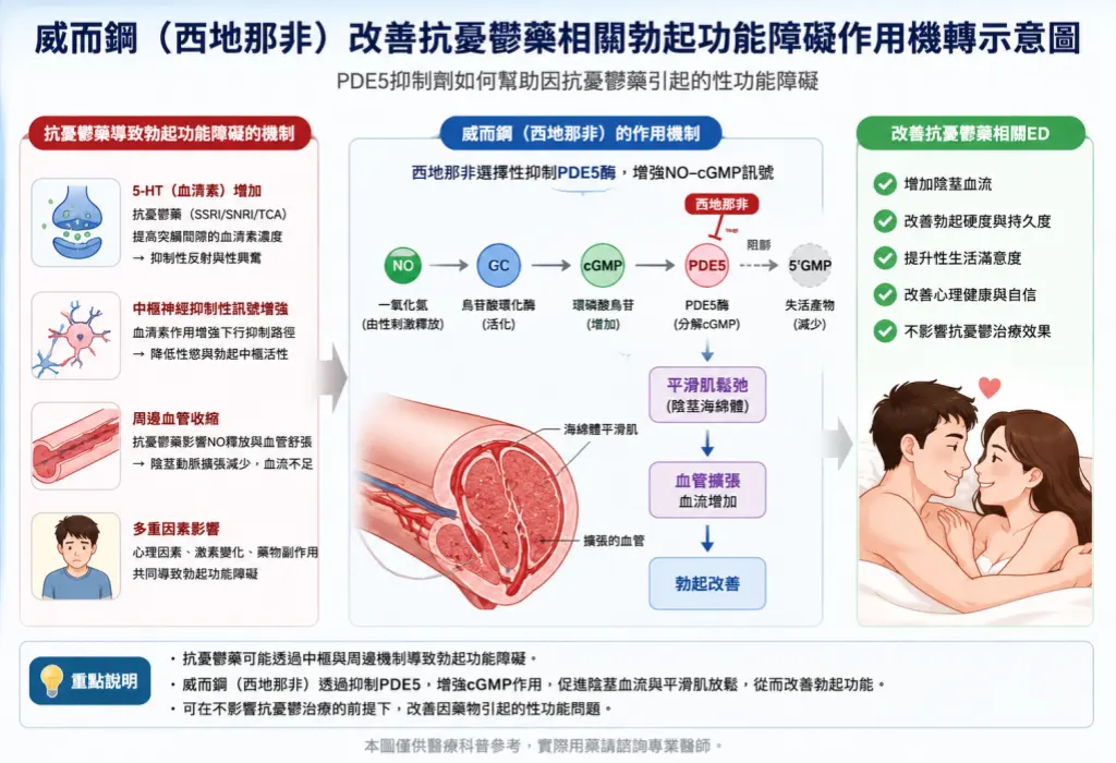 威而鋼西地那非改善抗憂鬱藥相關勃起功能障礙作用機轉示意圖