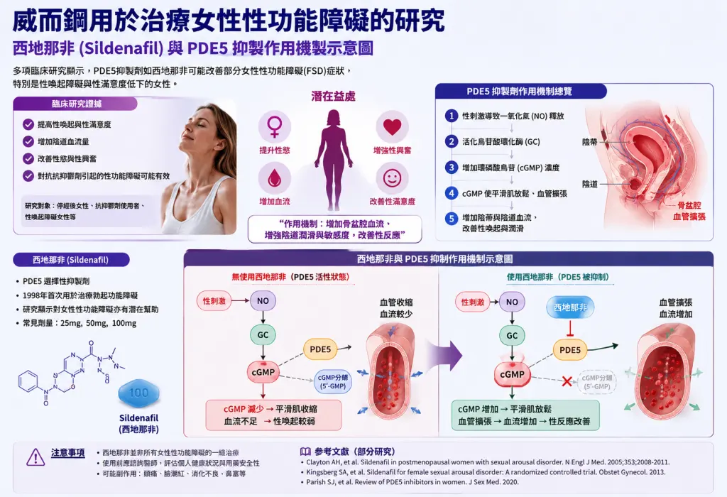 ChatGPT Image威而鋼用於治療女性性功能障礙的研究：西地那非Sildenafil與PDE5抑製作用機製示意圖