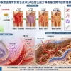 PDE5抑製劑促進骨折癒合及VEGF血管生成介導萎縮性骨不連修復顯微結構