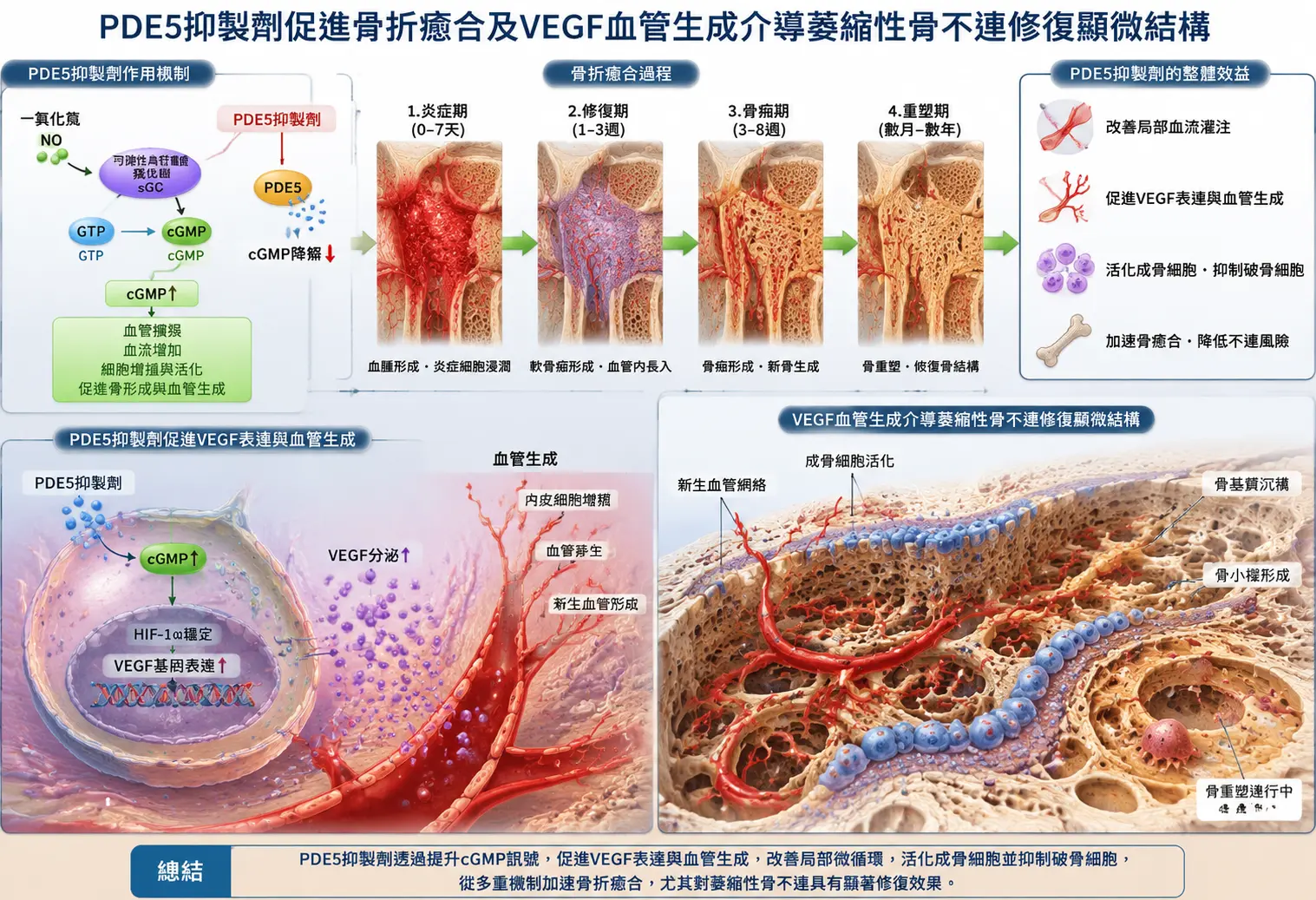 PDE5抑製劑促進骨折癒合及VEGF血管生成介導萎縮性骨不連修復顯微結構