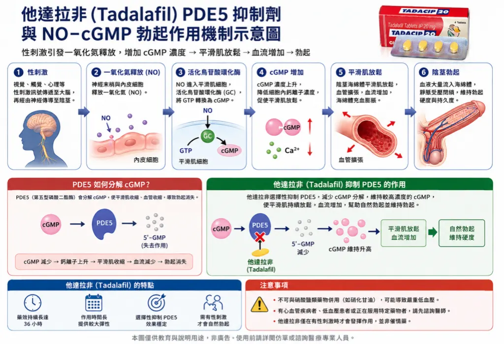 他達拉非PDE5抑製劑與NO-cGMP勃起作用機製示意圖