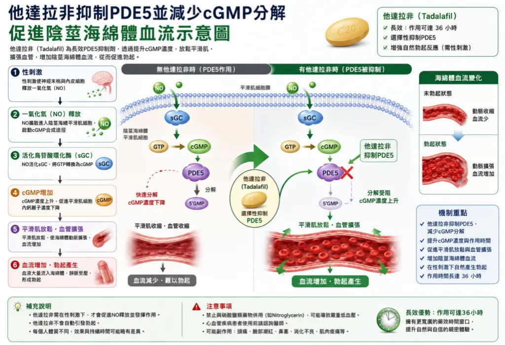 他達拉非抑製PDE5並減少cGMP分解促進陰莖海綿體血流示意圖