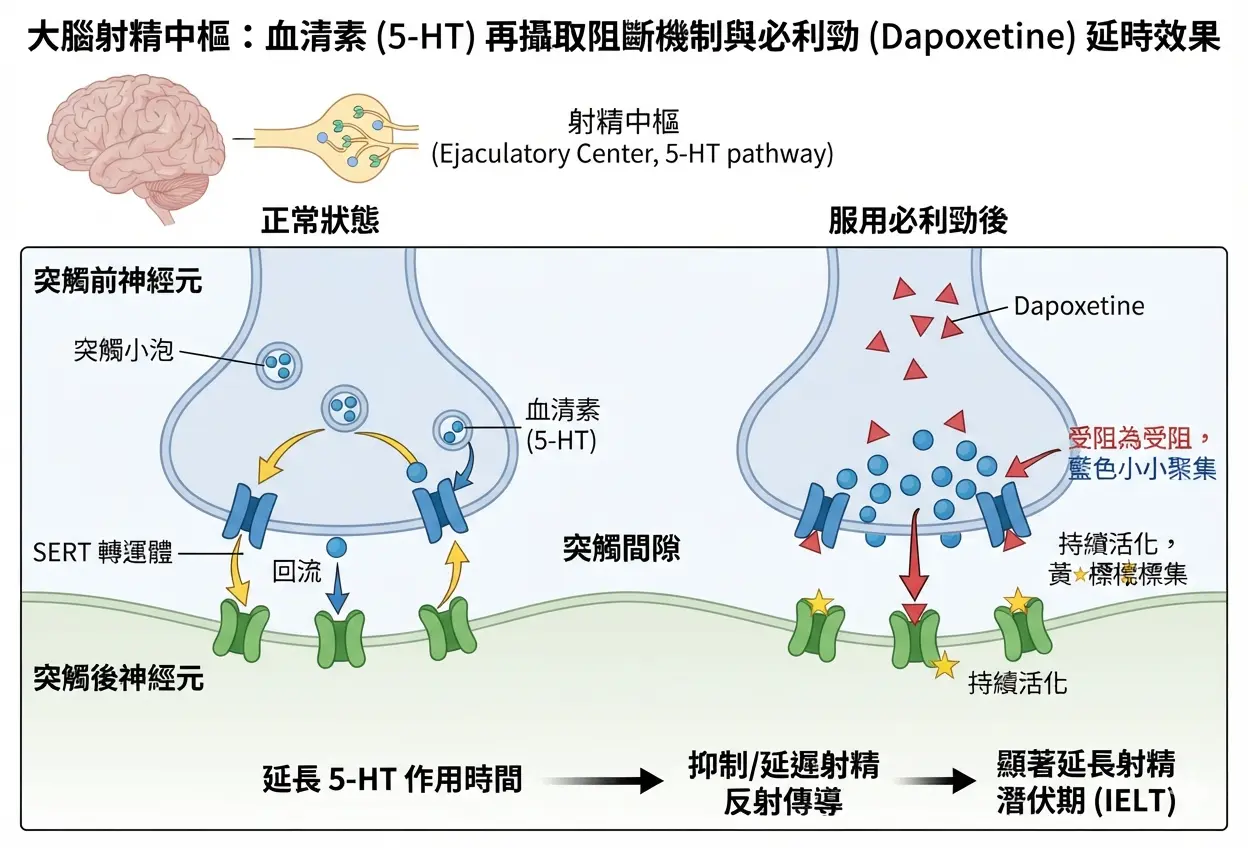 大腦射精中樞突觸間隙血清素5-HT再攝取阻斷機製與必利勁延時效果藥理學示意圖