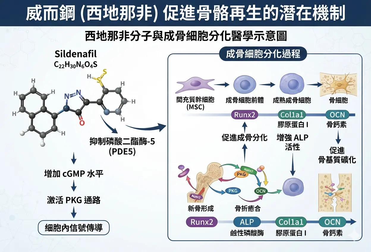 威而鋼幫助骨骼再生的潛力，西地那非分子與成骨細胞分化醫學示意圖