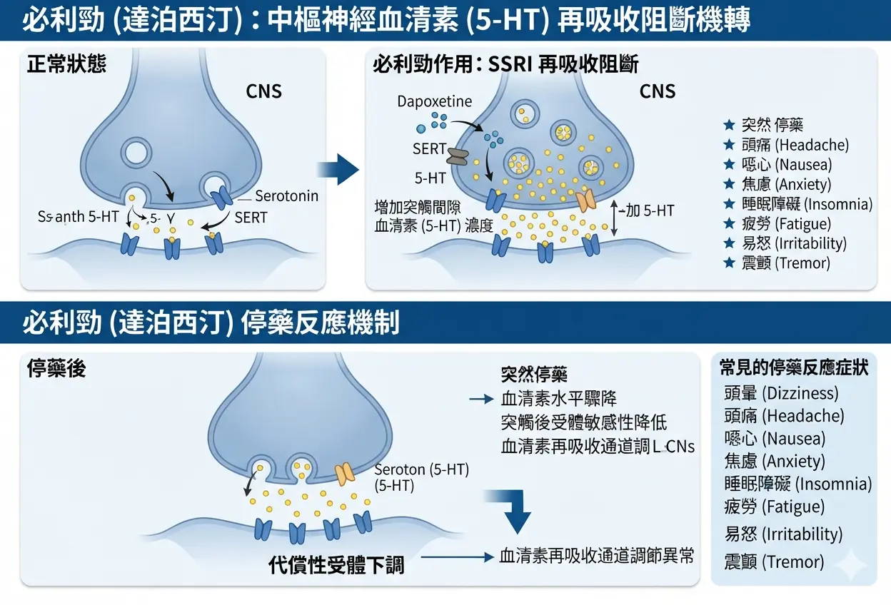 必利勁的停藥反應與中樞神經血清素SSRI再吸收阻斷機轉醫學示意圖