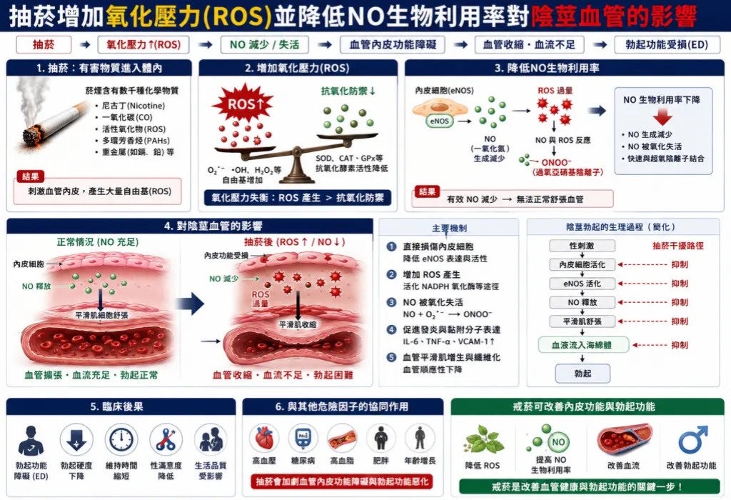 抽菸增加氧化壓力ROS並降低NO生物利用率對陰莖血管的影響