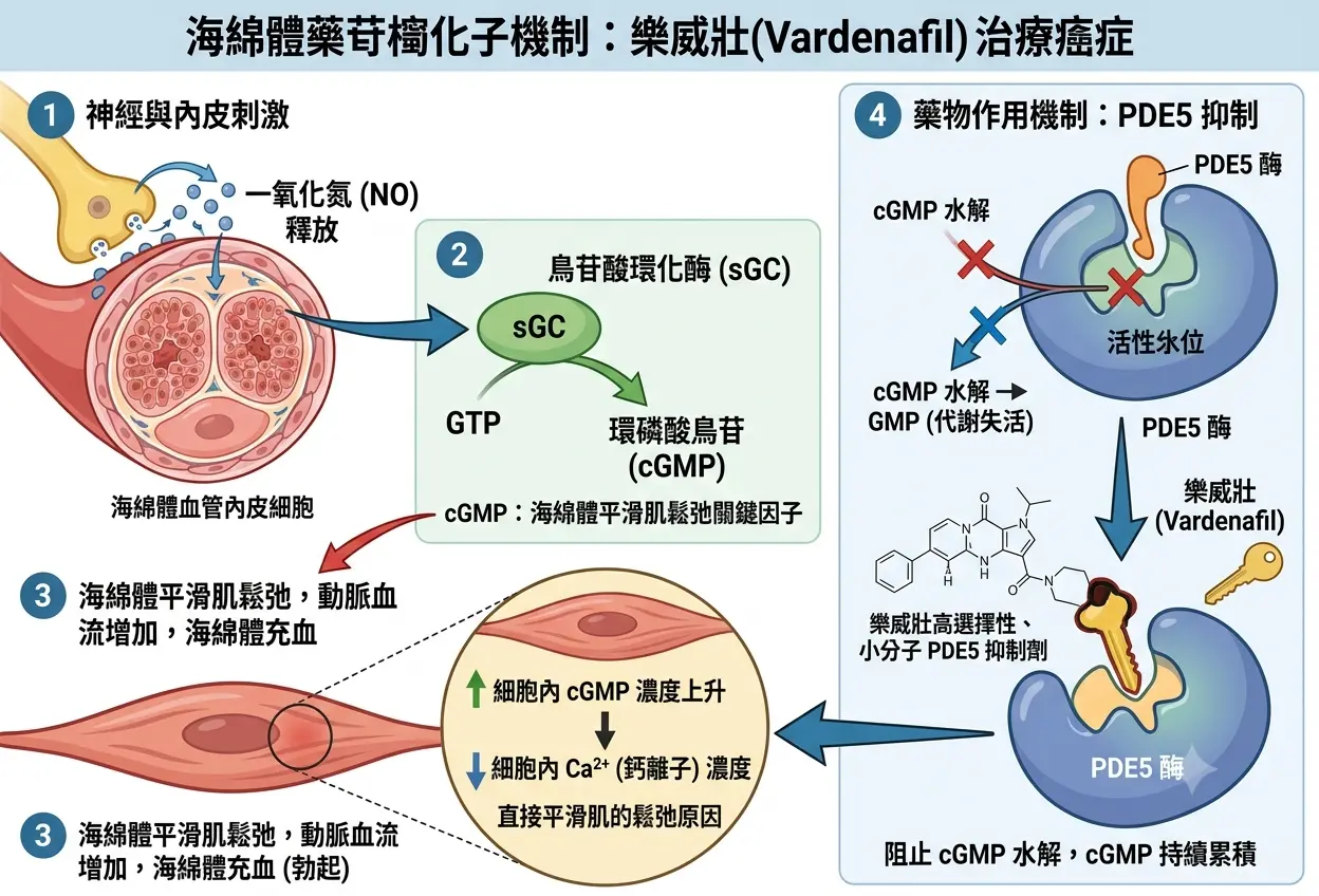 樂威壯Vardenafil分子藥理學機製：阻斷PDE5酵素降解並提升海綿體平滑肌cGMP一氧化氮密度的充血原理圖