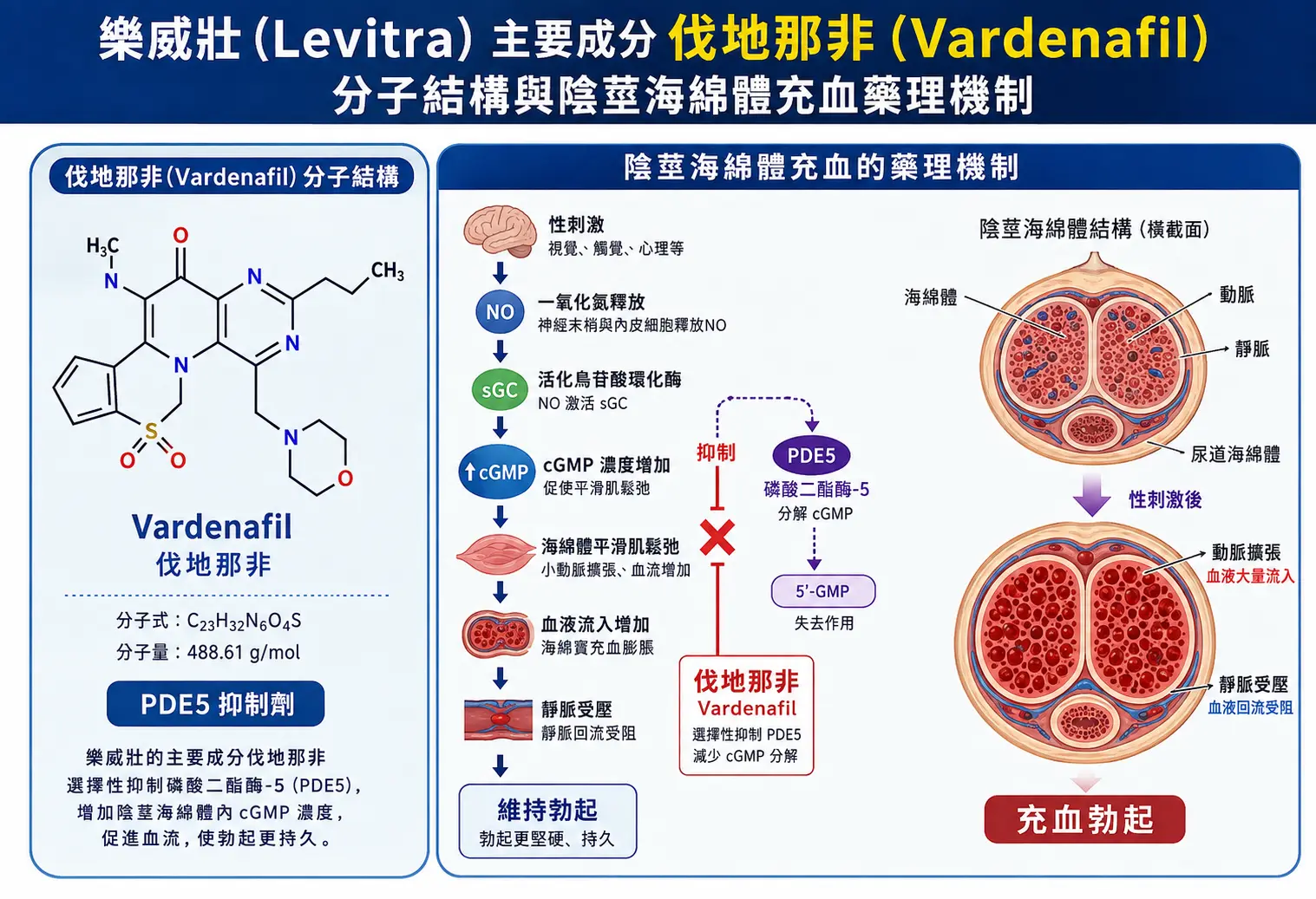 樂威壯主要成分伐地那非Vardenafil分子結構與陰莖海綿體充血藥理機製
