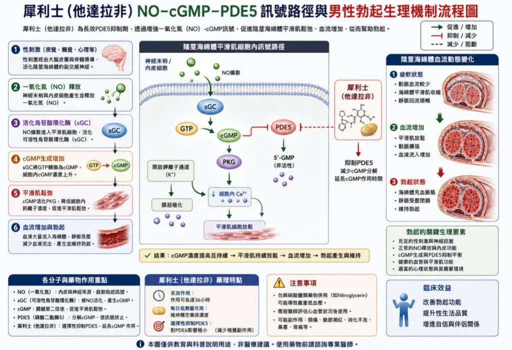 犀利士NO-cGMP-PDE5訊號路徑與男性勃起生理機製流程圖