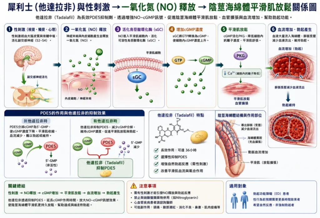 犀利士他達拉非與性刺激一氧化氮及陰莖海綿體平滑肌放鬆關係圖