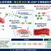 犀利士如何透過一氧化氮NO與cGMP引發勃起的作用機製示意圖