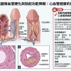 男性生殖器微血管硬化與勃起功能障礙E前哨警報醫學病理圖解
