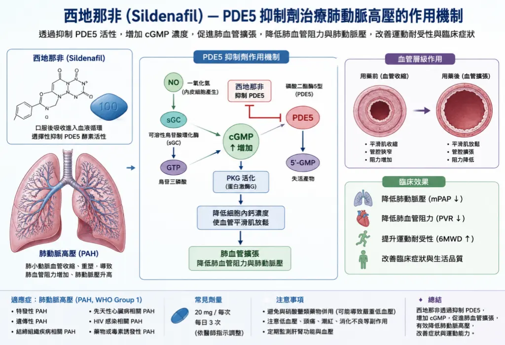 西地那非 PDE5 抑製劑治療肺動脈高壓作用機製圖