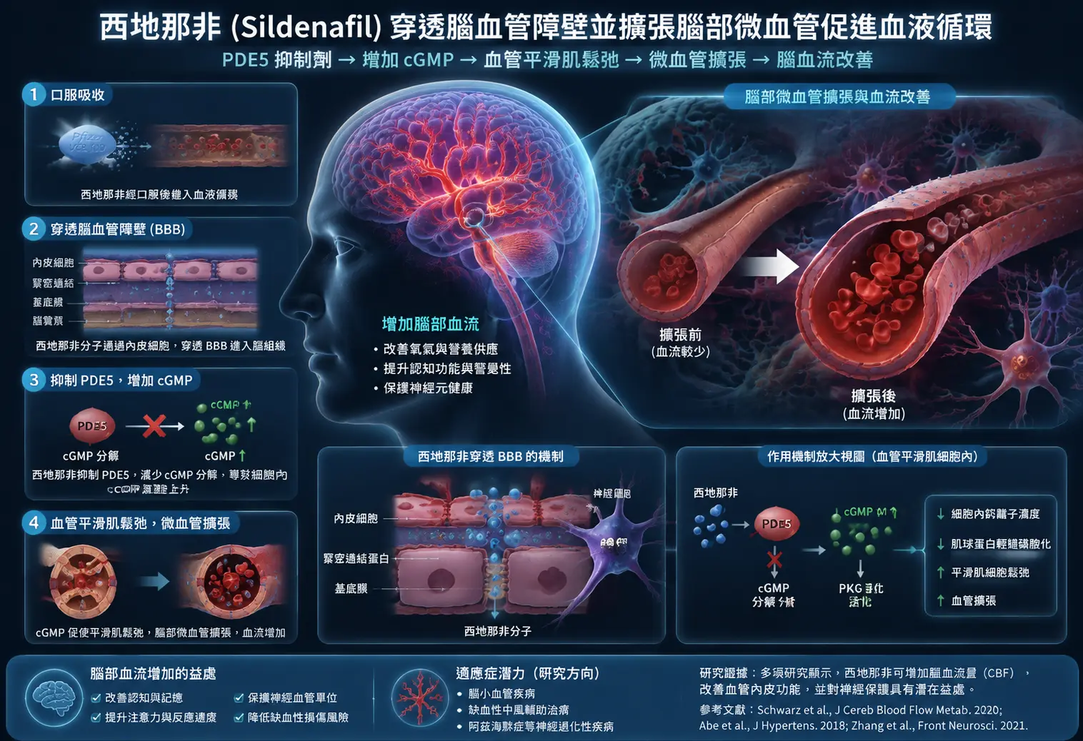 西地那非Sildenafil穿透腦血管障壁並擴張腦部微血管促進血液循環的醫學3D插圖